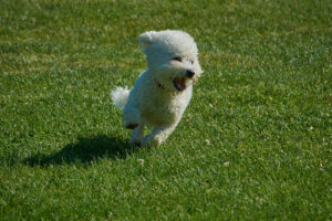 Happy Dog Running at the Dogwoods Mount Horeb WI