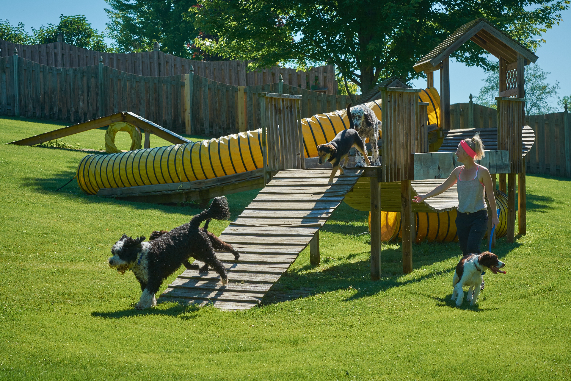Dogs On Agility Equipment The Dogwoods Mount Horeb WI