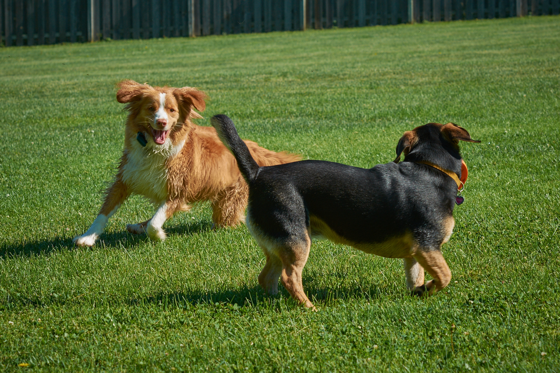 Dogs Playing Fetch at The Dogwoods Mount Horeb, WI