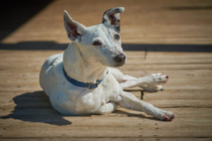 Sun bathing Dog on the Deck at the Dogwoods Mount Horeb WI