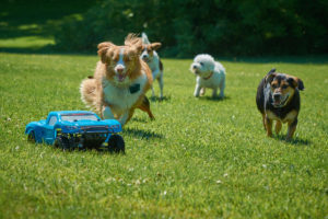 Dogs Chasing RC Car at the Dogwoods Mount Horeb WI