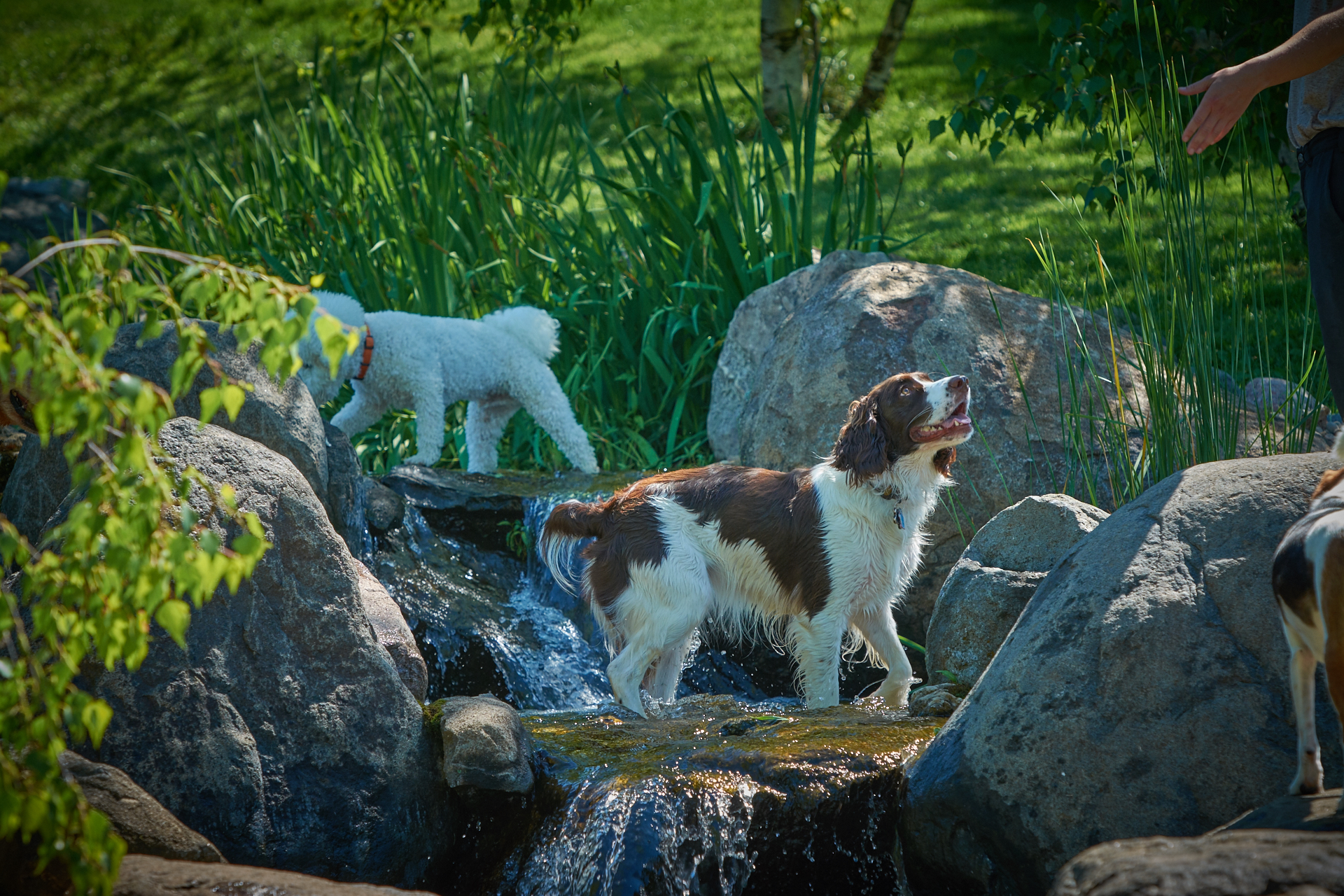 Dog In The Stream at The Dogwoods Mt Horeb WI