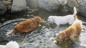 3 dogs playing in the pond